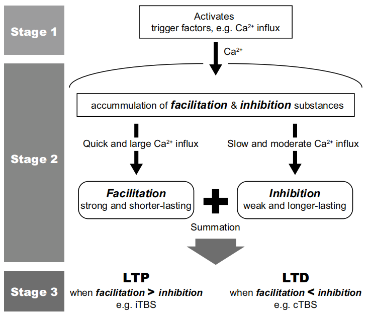 Proposed mechanisms of action of theta burst stimulation